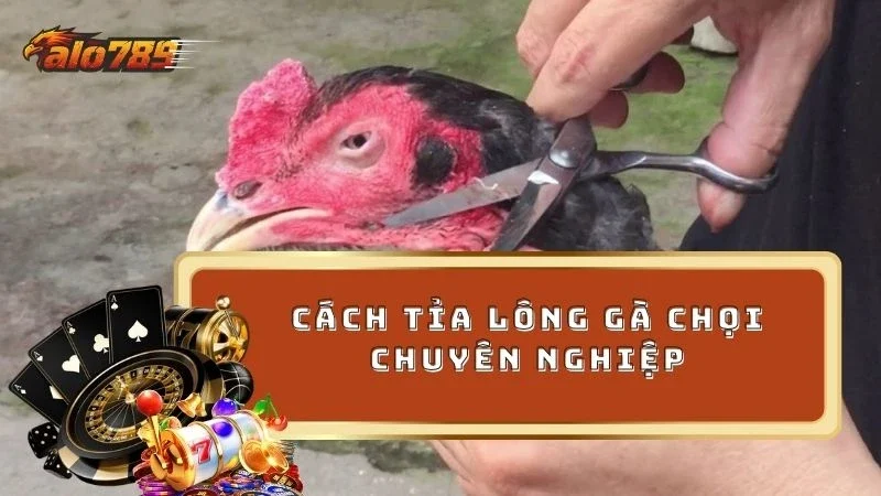 Cách tỉa lông gà chọi của sư kê nên học hỏi