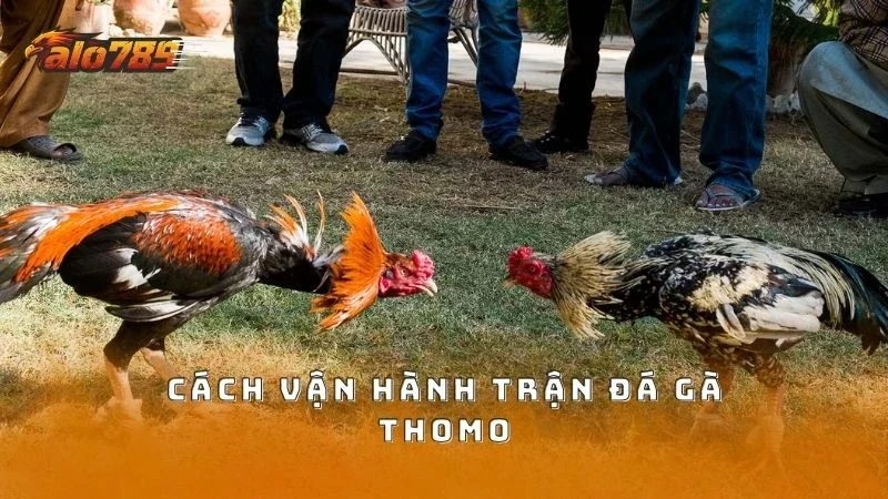 Trận đấu gà Thomo được vận hành minh bạch
