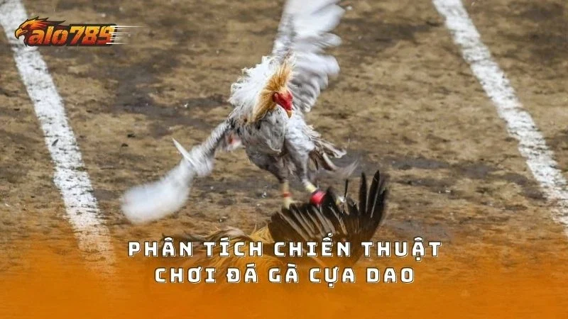 Chiến thuật chơi chọi gà cựa dao của cao thủ