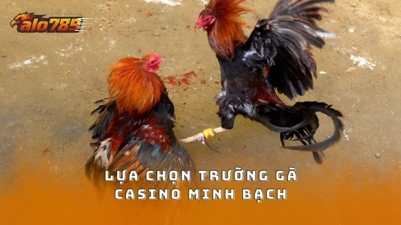 Lựa chọn sân chơi uy tín để minh bạch từng trận đấu