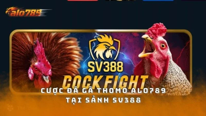 Cược các trận gà Thomo minh bạch ở sảnh SV388