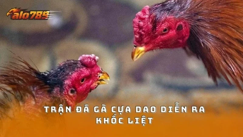 Các trận chiến cựa dao diễn ra cực kỳ khốc liệt