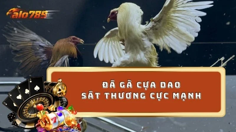 Đá gà cựa dao sát thương mạnh thu hút người chơi