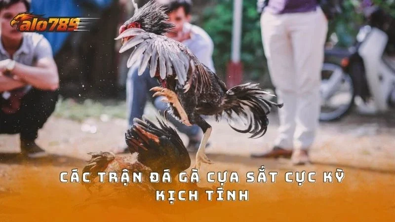 Các trận chọi gà cựa sắt kịch tính thu hút người chơi