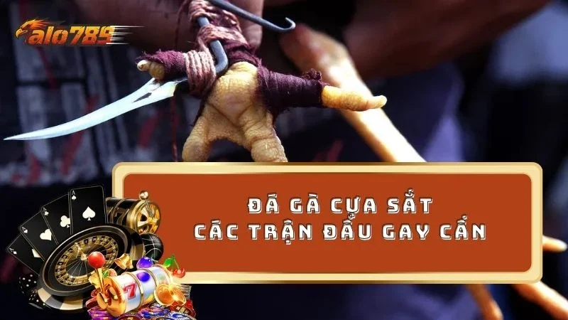 Đá gà cựa sắt gay cấn cho dân chơi thứ thiệt