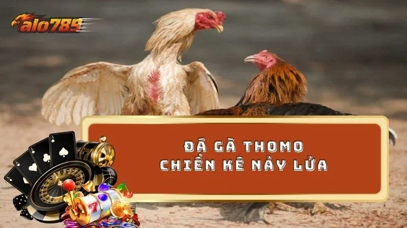 Chinh phục thánh địa đá gà Thomo nảy lửa