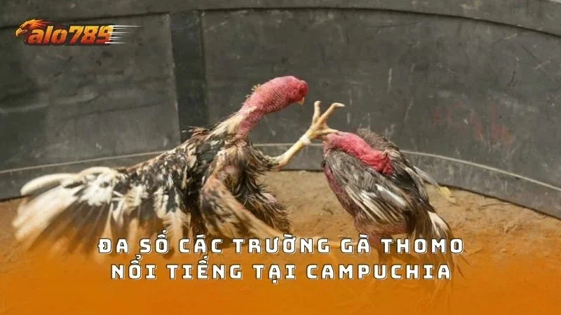 Đa số trường gà Thomo nổi tiếng đều ở khu vực Campuchia