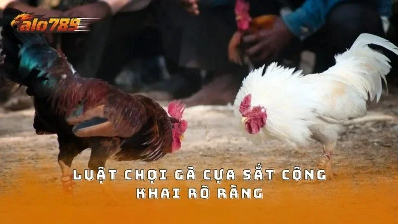 Luật thi đấu gà cựa sắt được các nền tảng công khai rõ ràng