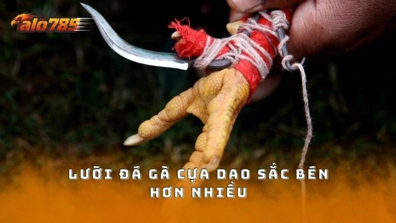 Lưỡi móc cho đá gà cựa dao sắc bén hơn