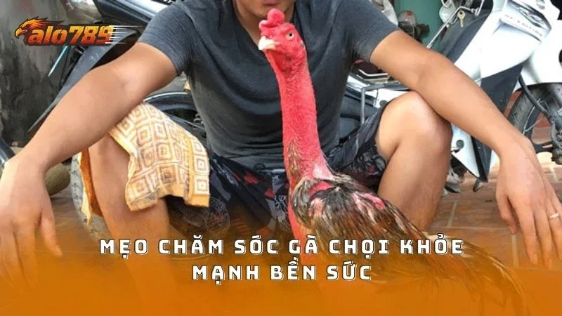 Mẹo chăm sóc gà chọi khỏe trăm trận trăm thắng
