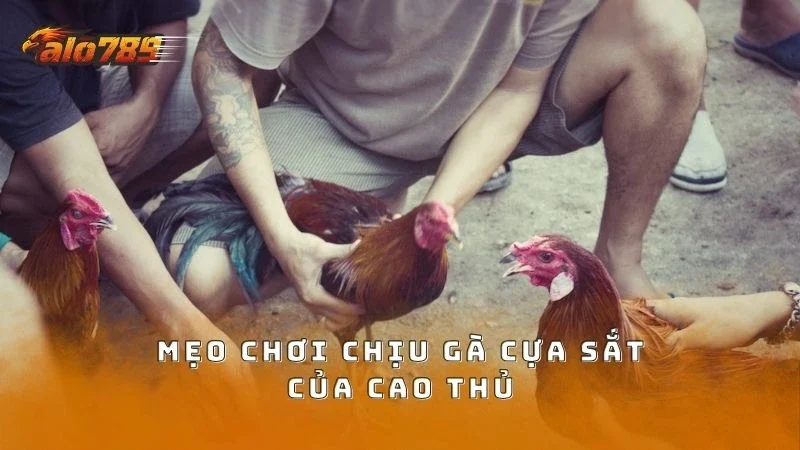 Mẹo chơi chọi gà cựa sắt như cao thủ lâu năm