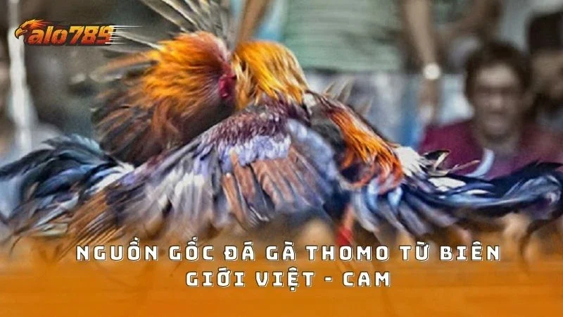 Nguồn gốc chọi gà Thomo bắt nguồn từ biên giới Việt - Cam