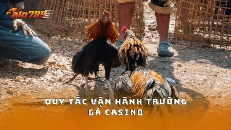 Quy tắc vận hành trường gà cực kỳ chuyên nghiệp