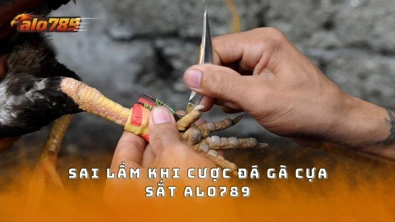 Sai lầm nên tránh khi cược chọi gà cựa sắt tại ALO789