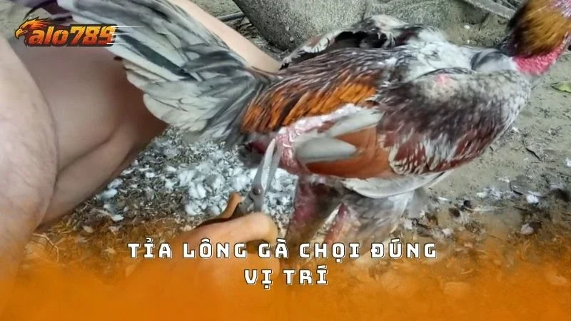 Thực hiện tỉa lông đúng vị trí