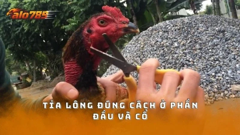Tỉa cẩn thận vùng lông đầu và cổ