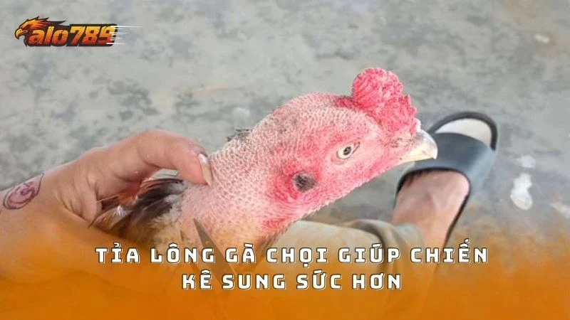 Tỉa lông gà định kỳ đúng cách giúp chiến kê bền hơn