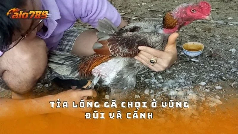 Làm sạch lông chiến kê vùng đùi và bụng dưới