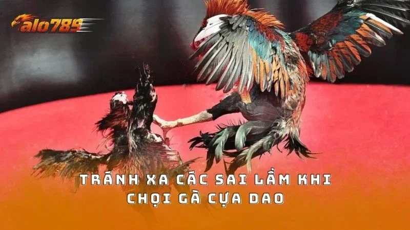 Tránh xa hoàn toàn các sai lầm khi cược gà cựa dao