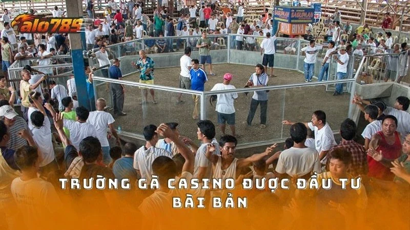 Các trường gà casino được đầu tư bài bản